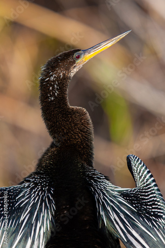 Fotografía Male Anhinga. Everglades National Park, Florida, USA.