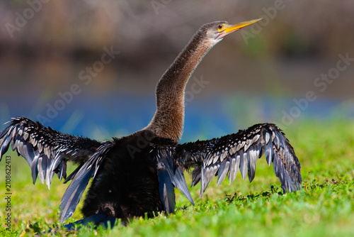 Canvas Print Male Anhinga. Everglades National Park, Florida, USA.