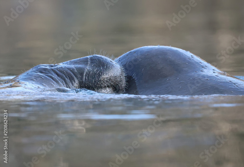 Precious Manatee Nose Snuggles Kayaking Silver Springs Florida Breeding Season Mating

