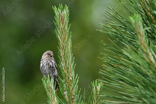 A Pine Siskin (Spinus pinus) perched on a pine tree branch.