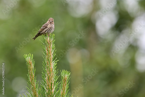 A Pine Siskin (Spinus pinus) perched on a pine tree branch.