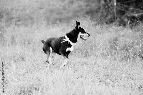 Monochrome action shot of a dog running through a grassy field