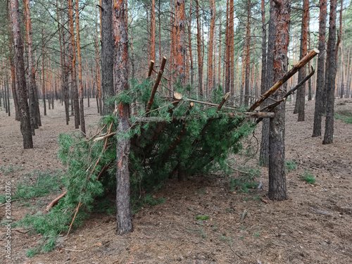Branch shelter built in a coniferous forest, showcasing a simple natural structure made from forest materials and blending harmoniously into the woodland environment