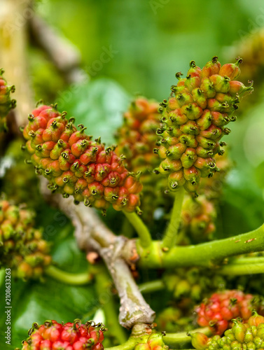 Mulberries in early stages of ripening on a tree in close-up view