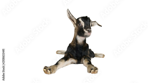 Canvas Print Young black and white baby goat resting on white background with livestock backg