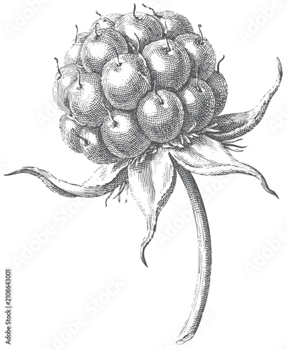 Canvastavla Antique botanical engraving of raspberry aggregate berry with sepals scientific