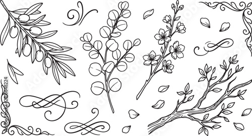 Hand drawn botanical elements collection with olive branch eucalyptus sprig floral blossoms and decorative vintage scroll corners