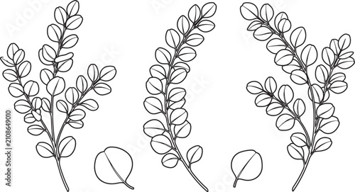 Hand drawn eucalyptus branch set with round leaves in black and white line art vector illustration