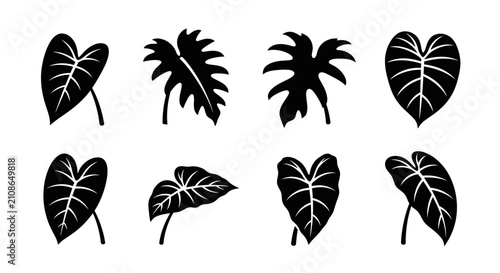 Monstera and philodendron exotic leaf silhouettes for botanical art.
