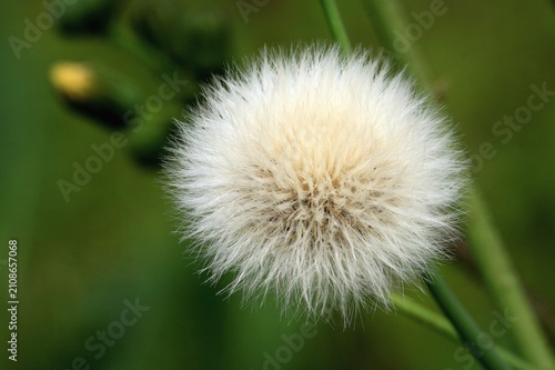 Konstfotografi Raue Gänsedistel,  Sonchus asper, kugeliger Fruchtstand in Nahaufnahme