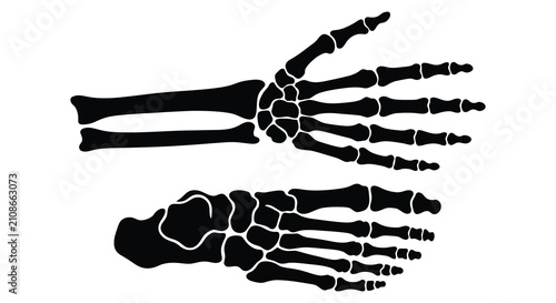 Bild auf Leinwand Human Hand And Foot Skeleton Anatomy Black Silhouette