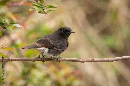 Canvastavla Pied bushchat perched on a branch