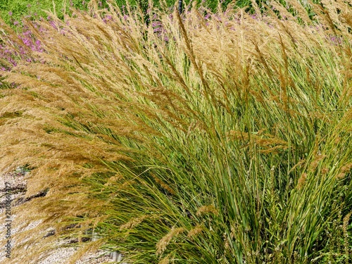 Stipa or achnatherum calamagrostis 'Algäu' - Spear grass or Rough feather grass - Clump of fine grass and linear curved green leaves appearing in cascade  long golden-beige panicles of flower plumes
