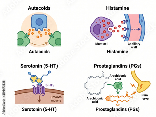 Molecular signaling and hormonal regulation diagram illustrates the mechanisms of autacoids, histamine, serotonin, and prostaglandins in smooth muscle and neural pathway communication processes.