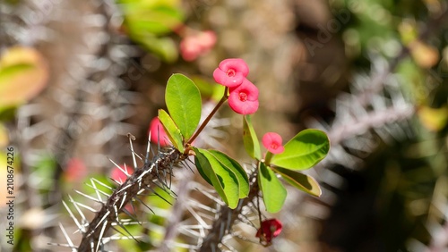 Принти на полотні Crown-of-thorns shrub (Euphorbia milii) adorned with cyathia or red bracts surro