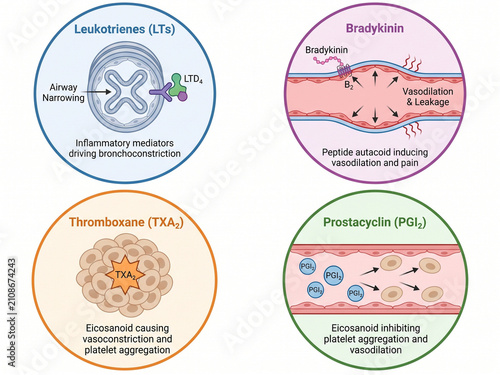 Eicosanoid signaling infographic details the specific functions of leukotrienes, bradykinin, thromboxane, and prostacyclin in regulating vascular responses and human physiological states.