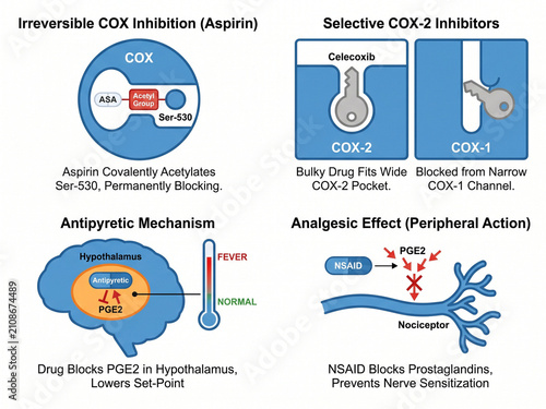 Selective COX-2 inhibitors and aspirin demonstrate how different pharmaceutical agents bind to enzyme pockets to provide targeted relief from pain and inflammation symptoms.