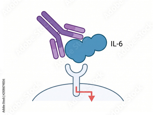 Interleukin-6 protein interaction is depicted in this scientific illustration showing an antibody binding to the cytokine and blocking the cellular receptor signaling pathway.