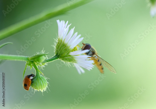 Bild auf Leinwand A hoverfly and a ladybug on a small daisy, close-up, on a blurred background