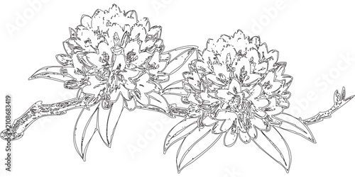 фотографія Branch with Two Flowering Heads - A simple line drawing of a branch