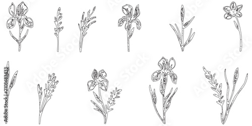 Obraz na płótnie A set of hand-drawn sketches featuring various plant specie