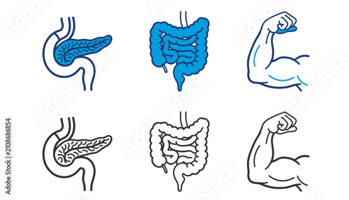 Foto Human anatomy icons pancreas intestines and biceps color and line art versions
