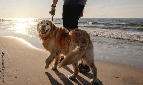 Cuadro en lienzo Person walking with fluffy dog on sandy beach at sunset