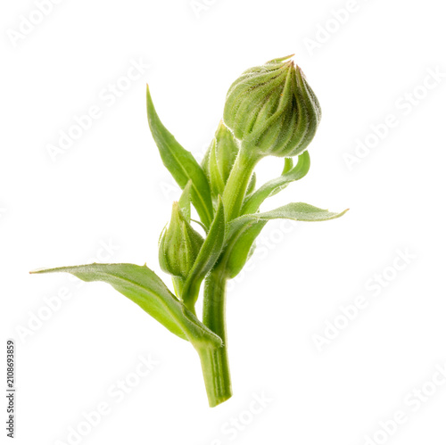 Fotografie Fresh green calendula buds isolated on white