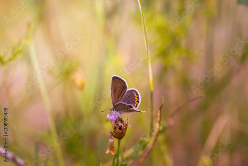 Obraz na plátně Common Blue butterfly (Polyommatus icarus) in a summer meadow with wildflowers a