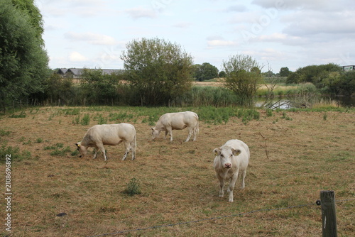 Fotografía beautiful white charolais cows are grazing in a meadow in the countryside at a d