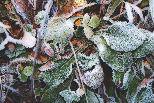 Winter morning frost on green and brown leaves