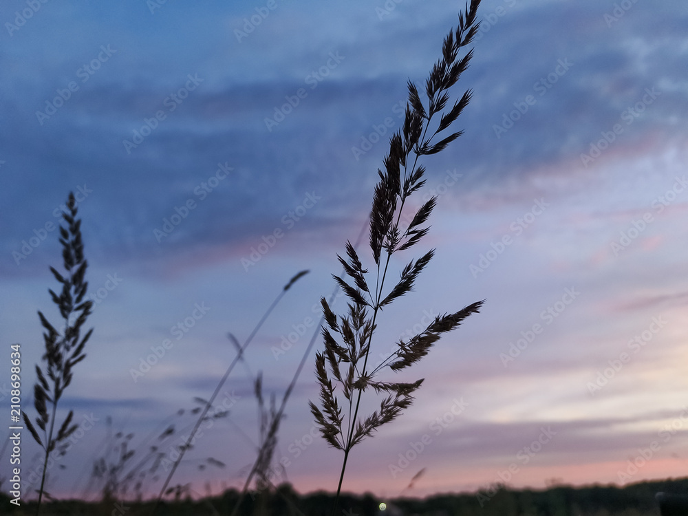 Obraz premium wheat field at sunset beautiful sky background with clouds