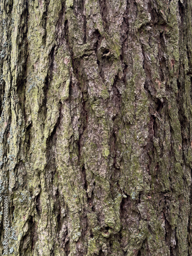 close up detail  bark of a tree