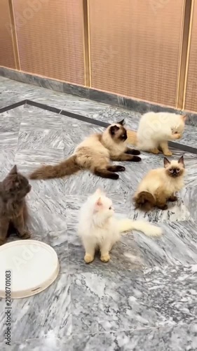 Group of cute domestic cats and kittens of various breeds playing together on marble floor.