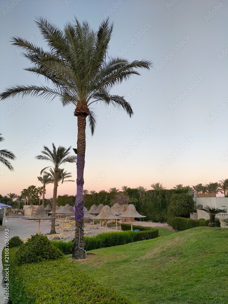 Fototapeta premium palm trees on the beach