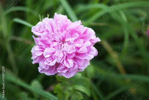 A fragrant Jacques Cartier antique rose blooming in a garden, showcasing delicate pink tones and intricate petal texture. Beautiful floral subject for nature and gardening themes.
