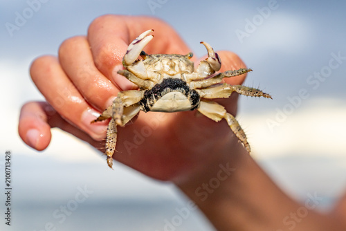 Foto The thukuhar shore-crab (Metopograpsus thukuhar), alamihi crab, is a species of crab that lives in mangroves all over from Africa to Fiji