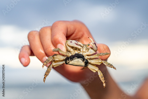 фотографія The thukuhar shore-crab (Metopograpsus thukuhar), alamihi crab, is a species of crab that lives in mangroves all over from Africa to Fiji