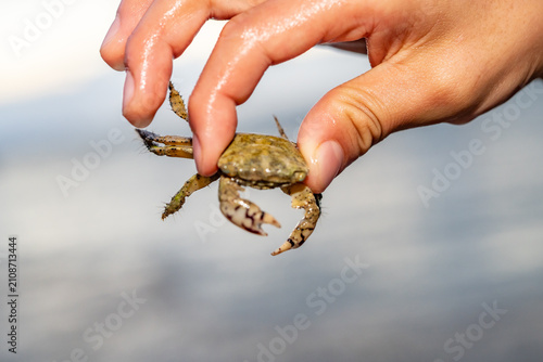 Tablou pe pânză The thukuhar shore-crab (Metopograpsus thukuhar), alamihi crab, is a species of crab that lives in mangroves all over from Africa to Fiji