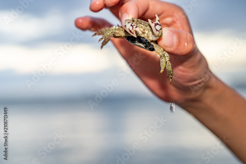 Tablou pe pânză The thukuhar shore-crab (Metopograpsus thukuhar), alamihi crab, is a species of crab that lives in mangroves all over from Africa to Fiji