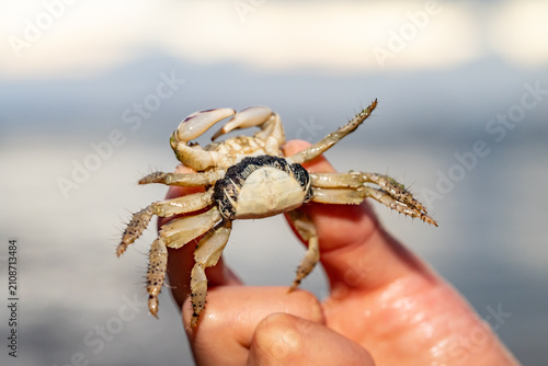 фотографія The thukuhar shore-crab (Metopograpsus thukuhar), alamihi crab, is a species of crab that lives in mangroves all over from Africa to Fiji