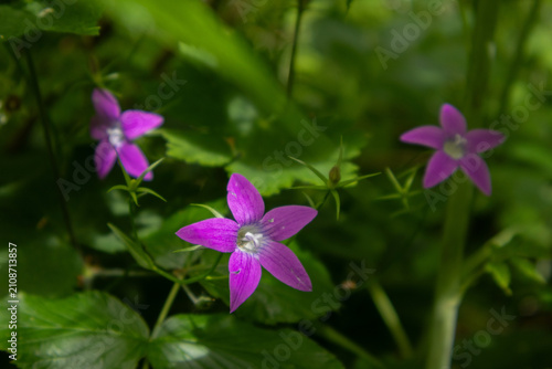 Three purple flowers from the forests of Romania