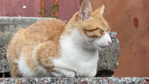 Ginger and White Cat Resting on Concrete Stairs