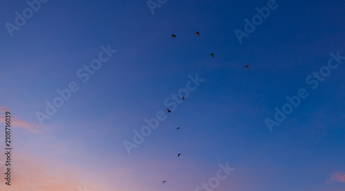 Cuadro en lienzo Flock of birds flying in the dramatic sunset sky,A flock of birds flying gracefu
