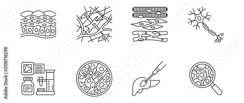 Foto Human tissue and cell biology icon set, epithelial tissue, nerve cell neuron, lab research and medical biopsy linear outline concept, vector illustration