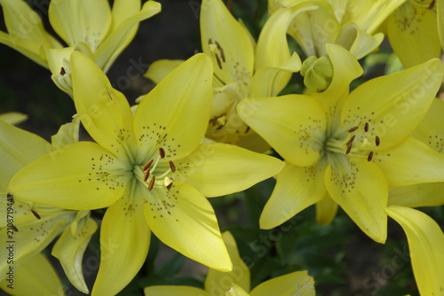 Obraz na płótnie Yellow lily