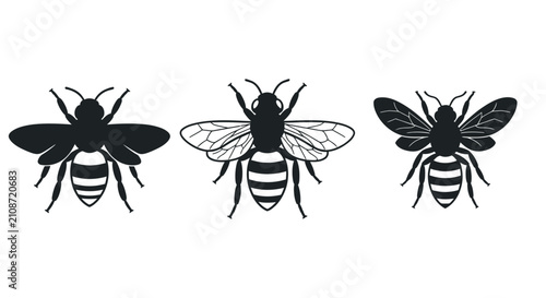 фотографія Black and white illustrations of various bee species and anatomy