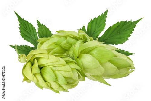 Foto Hop cones isolated on white background. Beer brewing ingredients