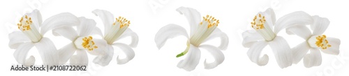 Cuadro en lienzo citrus flower isolated on white background