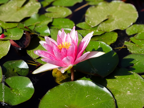 A solitary pink Water Lily (Nymphaeaceae)